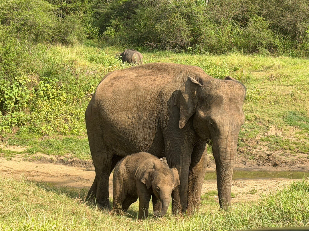 Drivers in Sri Lanka-科伦坡必去景点