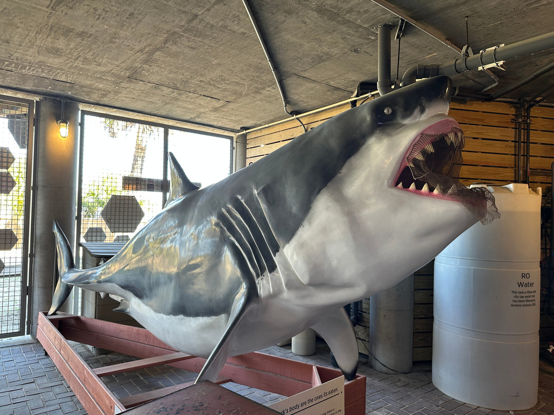Tybee Island Marine Science Center-泰碧岛必去景点
