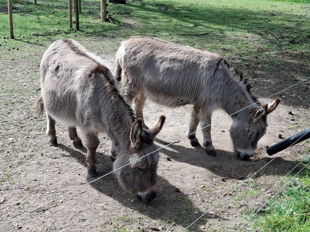 Baylham House Rare Breeds Farm-伊普斯威奇必去景点