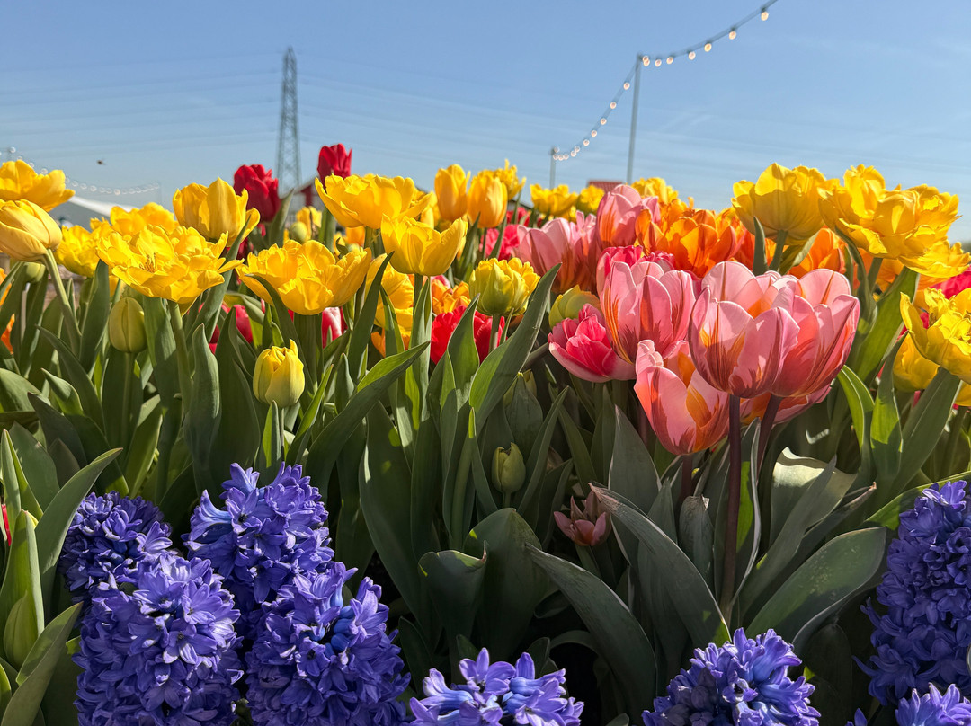 Tulleys Tulip Fields - Hertfordshire-圣奥尔本斯必去景点