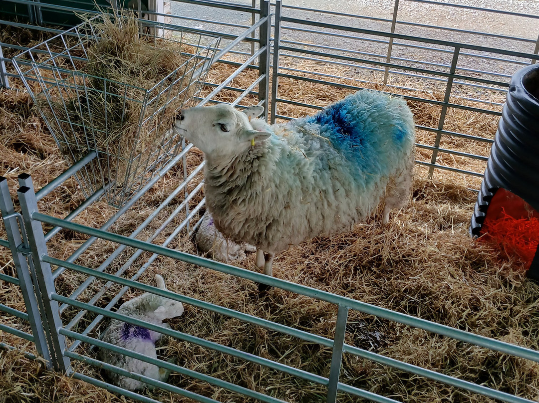 Manorafon Farm Park-Abergele必去景点