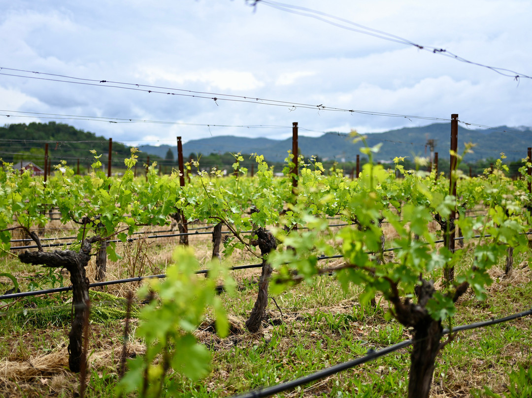 Frog's Leap Winery-拉瑟福德必去景点