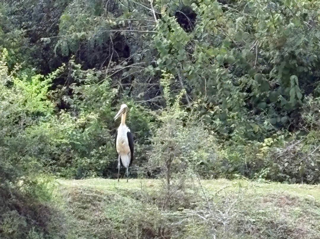 Didulanka yala safari-Thanamalwila必去景点