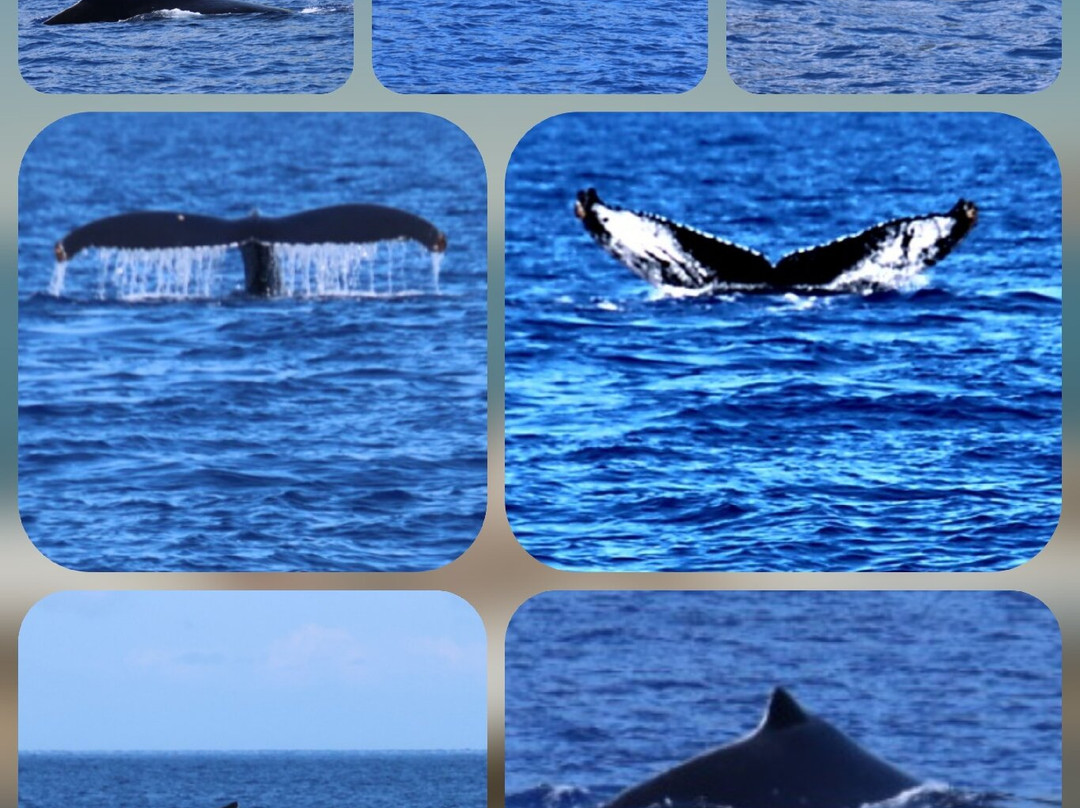 Malolo Molokini Snorkeling Tour-玛阿拉也亚必去景点
