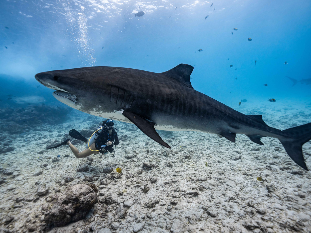 Pelagic Divers Fuvahmulah-Fuvahmulah必去景点