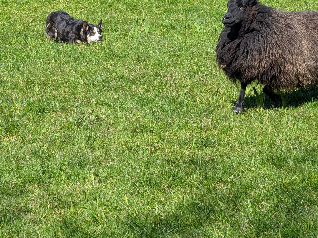 West Kerry Sheep Dog Demonstrations-凯里郡必去景点