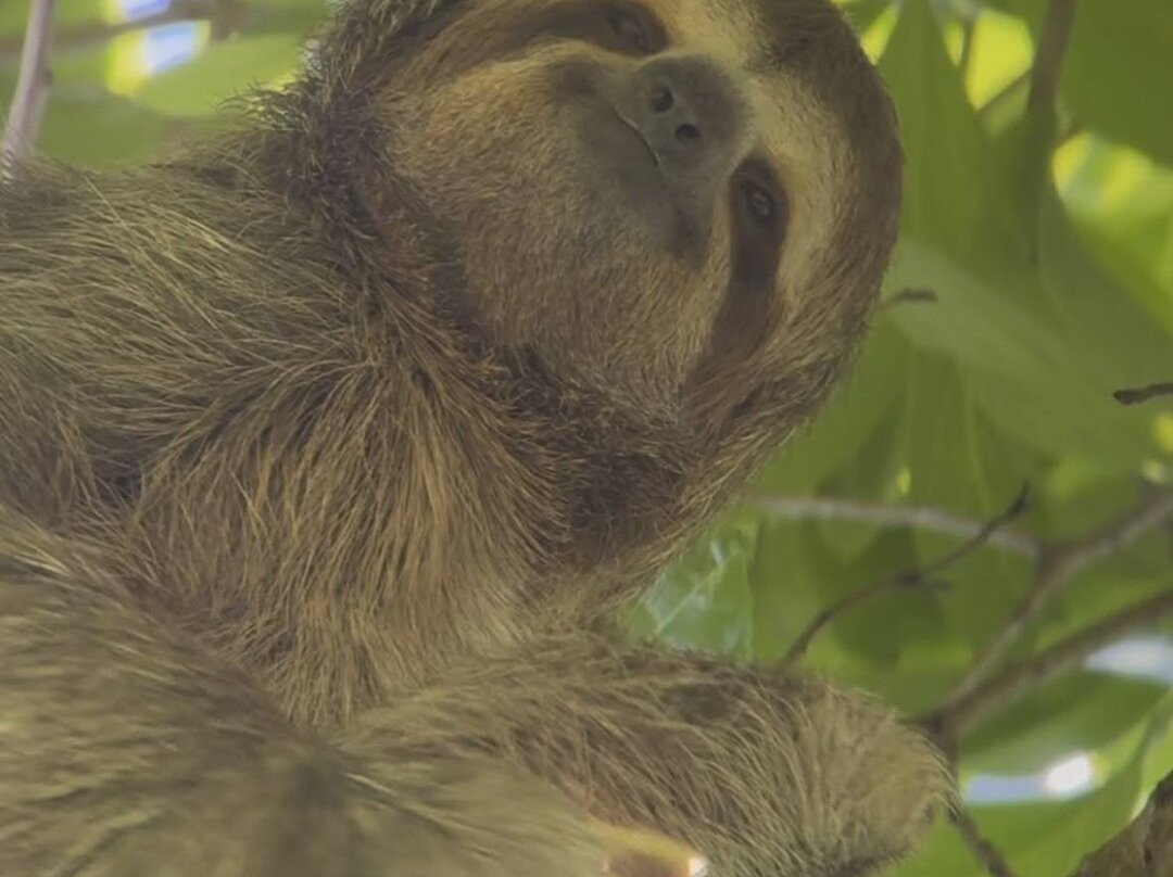 Manuel Antonio Expeditions-哥斯达黎加安东尼奥国家公园必去景点