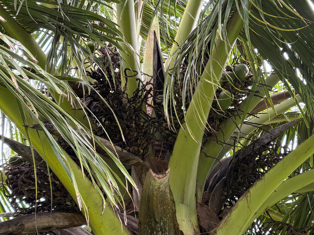 Coconut Information Farm & Cooking School-海库必去景点