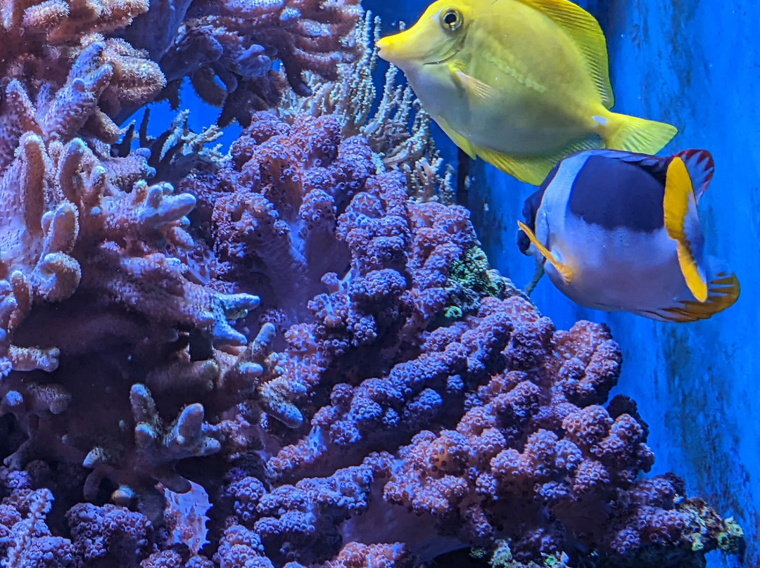 Aquarium de Dunkerque-敦克尔克必去景点