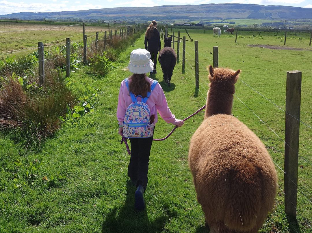 The Alpaca Trekking Centre-斯特灵必去景点