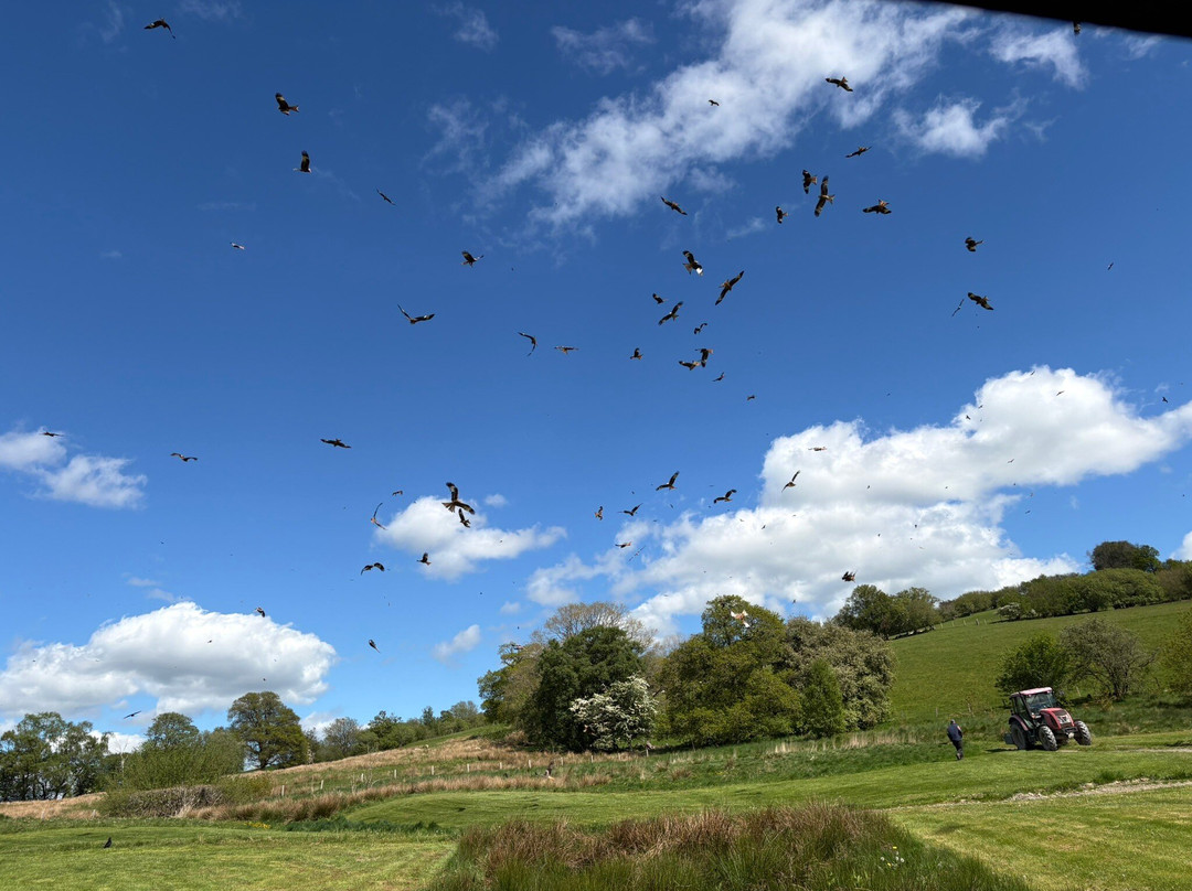 Gigrin Farm Red Kite Feeding Centre-Rhayader必去景点