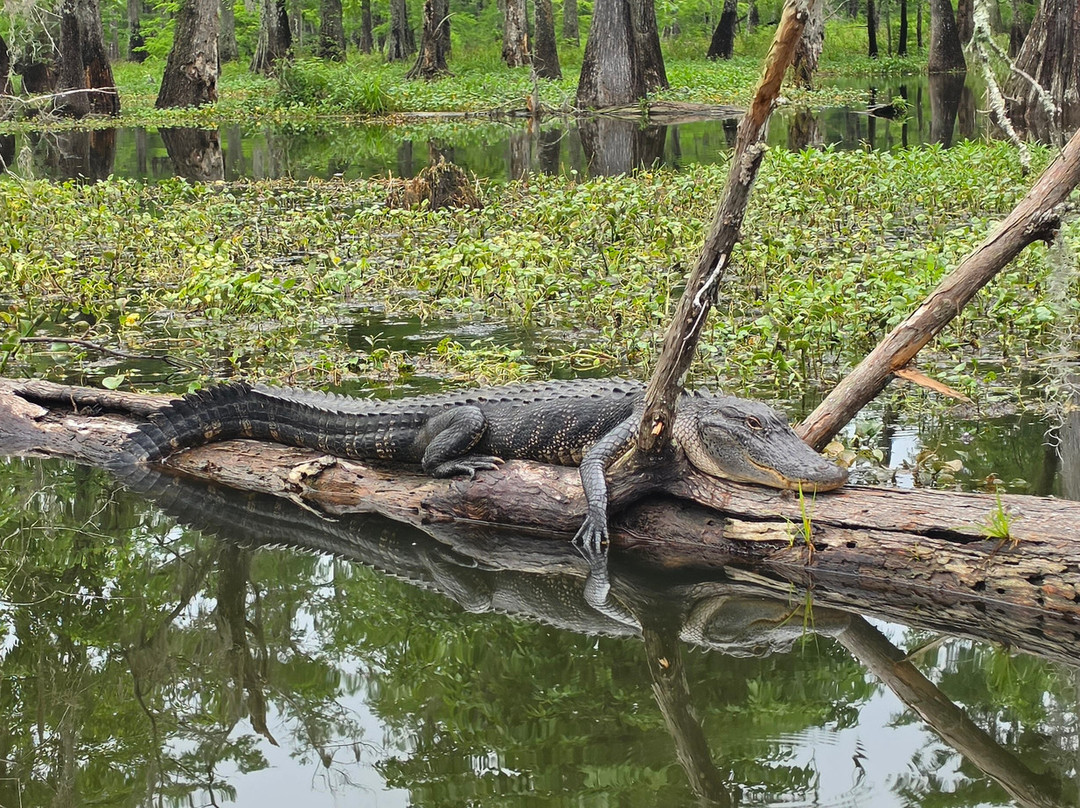 Champagne's Cajun Swamp Tours-布里奥克斯桥必去景点