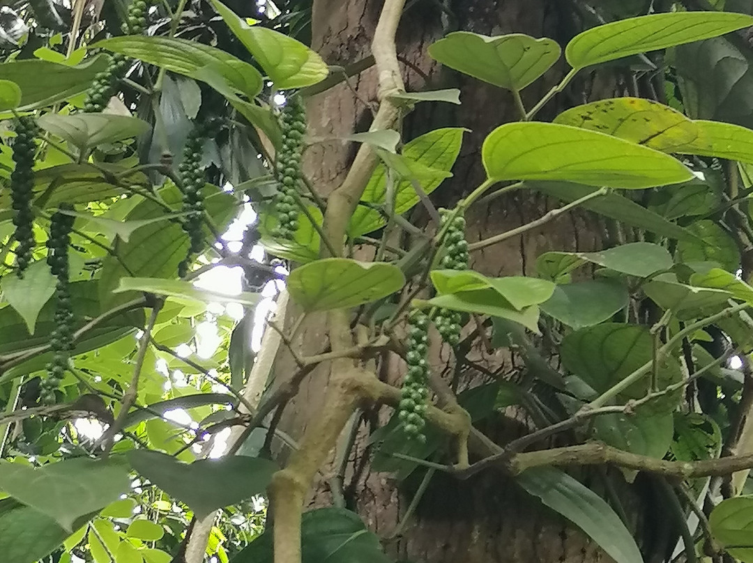 Luckgrove Spice Garden-Matale必去景点