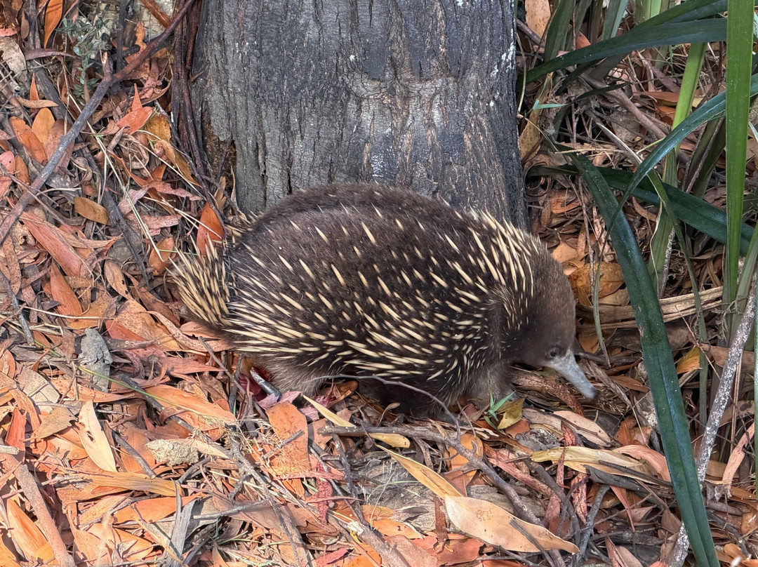 Inala Nature Tours-布鲁尼岛必去景点