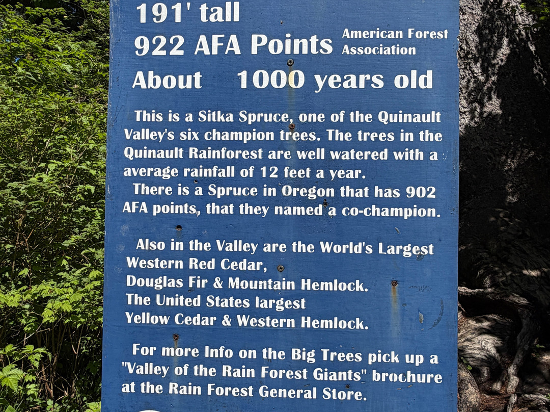 Quinault Big Spruce Tree-奎诺尔特必去景点