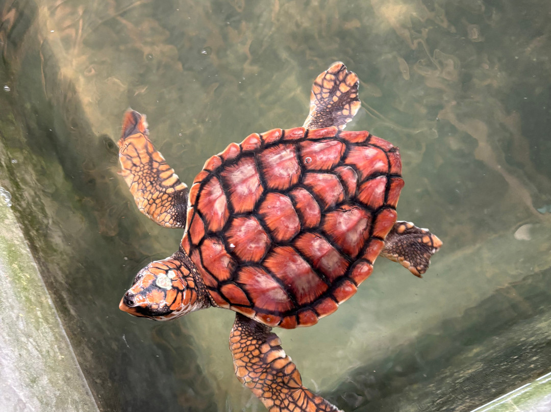 Sea Turtle Hatchery & Conservation Center Habaraduwa-哈巴拉杜瓦必去景点