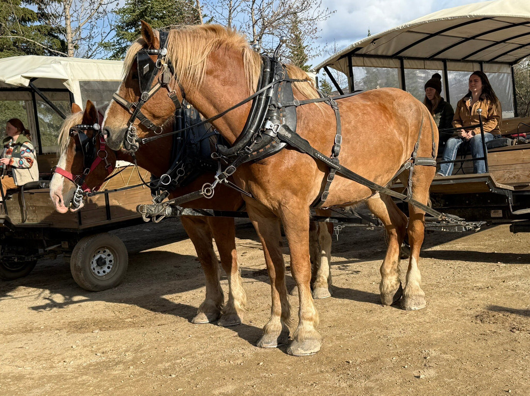 Denali Black Diamond Covered Wagon
