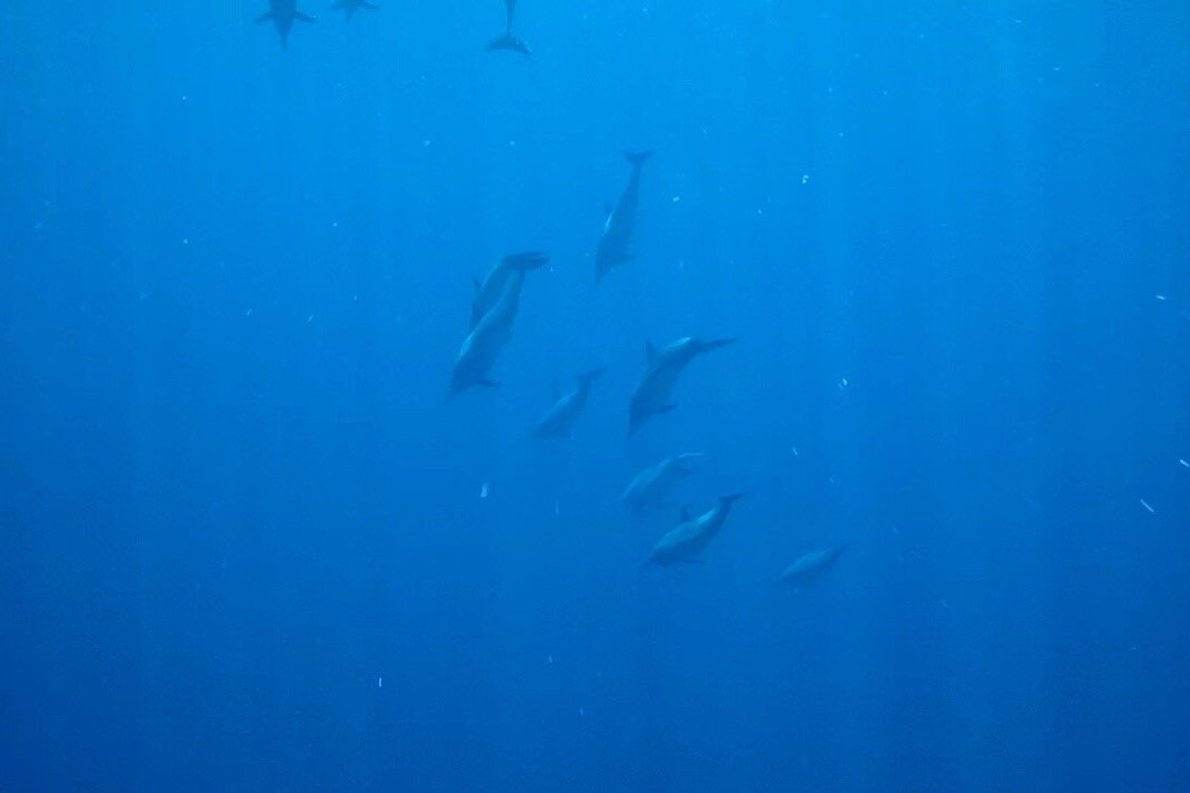 Watching Dolphin Lovina With Budi-Anturan必去景点