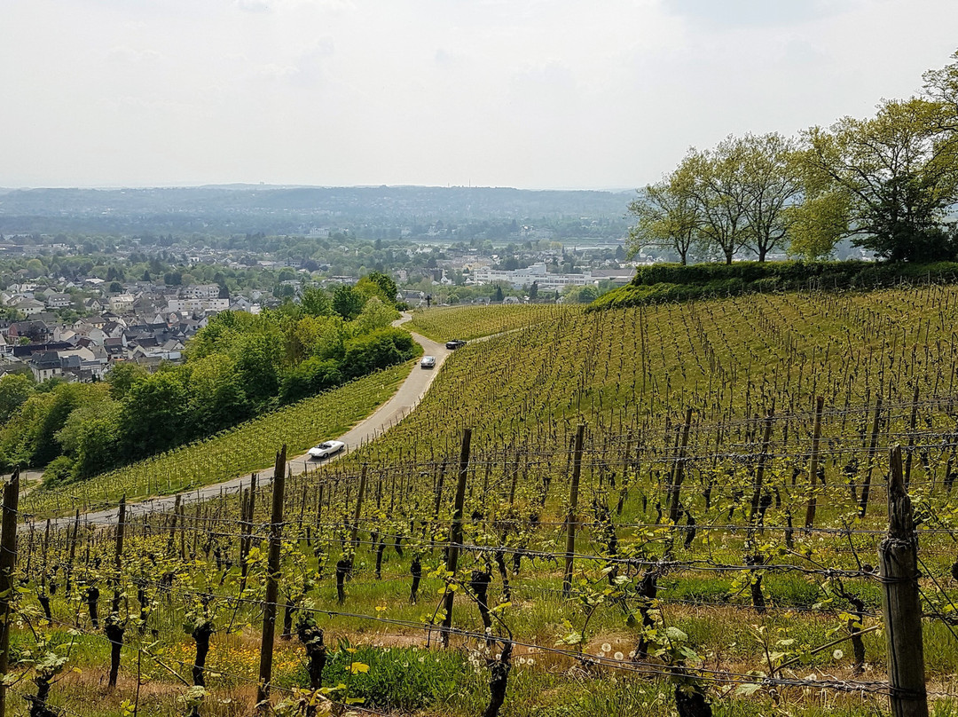 Weingut Bloser-科尼希斯温特必去景点