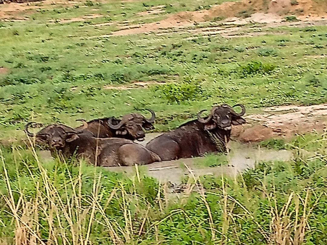 Jambo Eco Tours & Safaris-坎帕拉必去景点