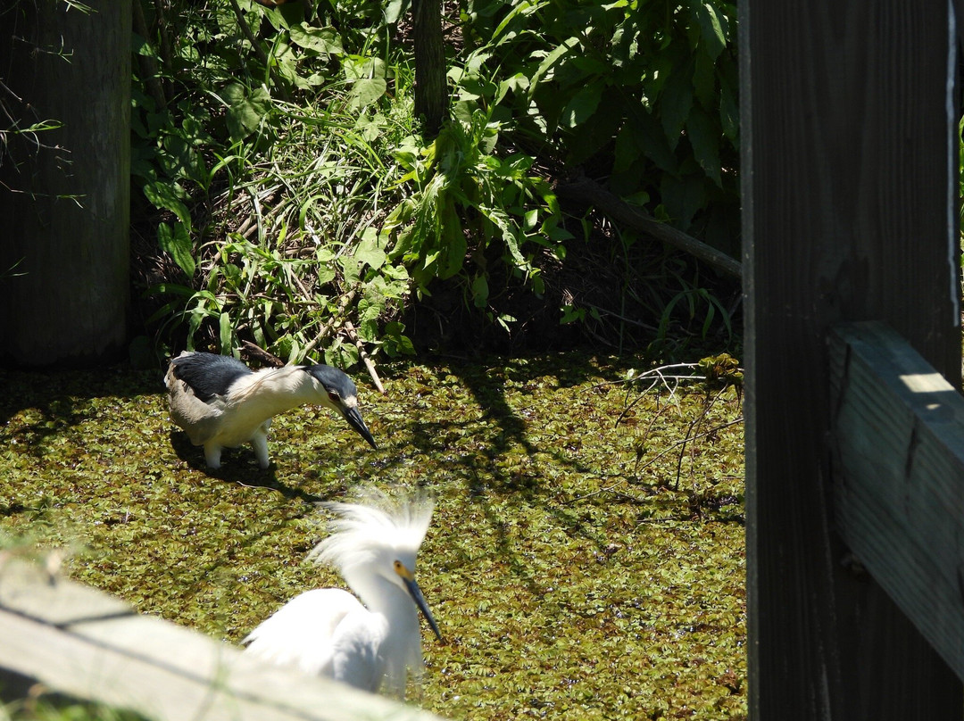 Savannah National Wildlife Refuge-Hardeeville必去景点