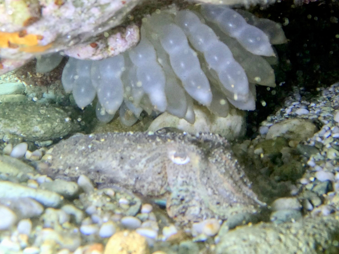 Stay Wet Diving Center-阿希亚贝拉希亚必去景点