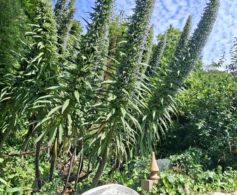 Ventnor Botanic Garden-文特诺必去景点