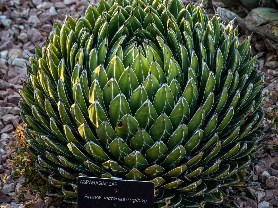 Jardin Botanico de Castilla-La Mancha-阿尔瓦塞特必去景点