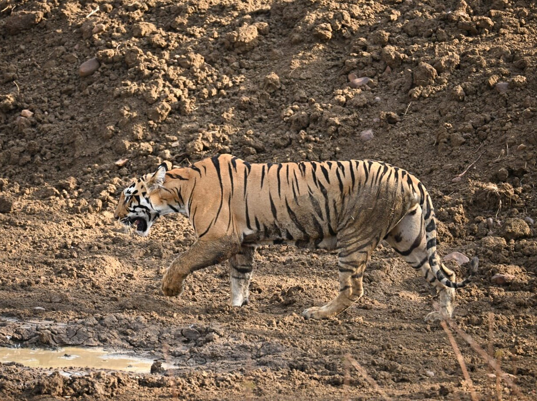 Tadoba Andhari National Park-Chandrapur District必去景点