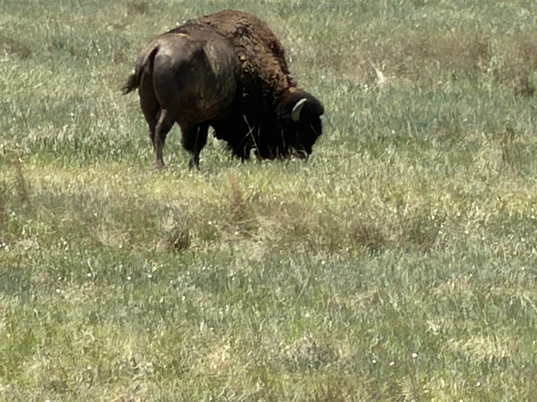 Rocky Mountain Arsenal National Wildlife Refuge-Commerce City必去景点