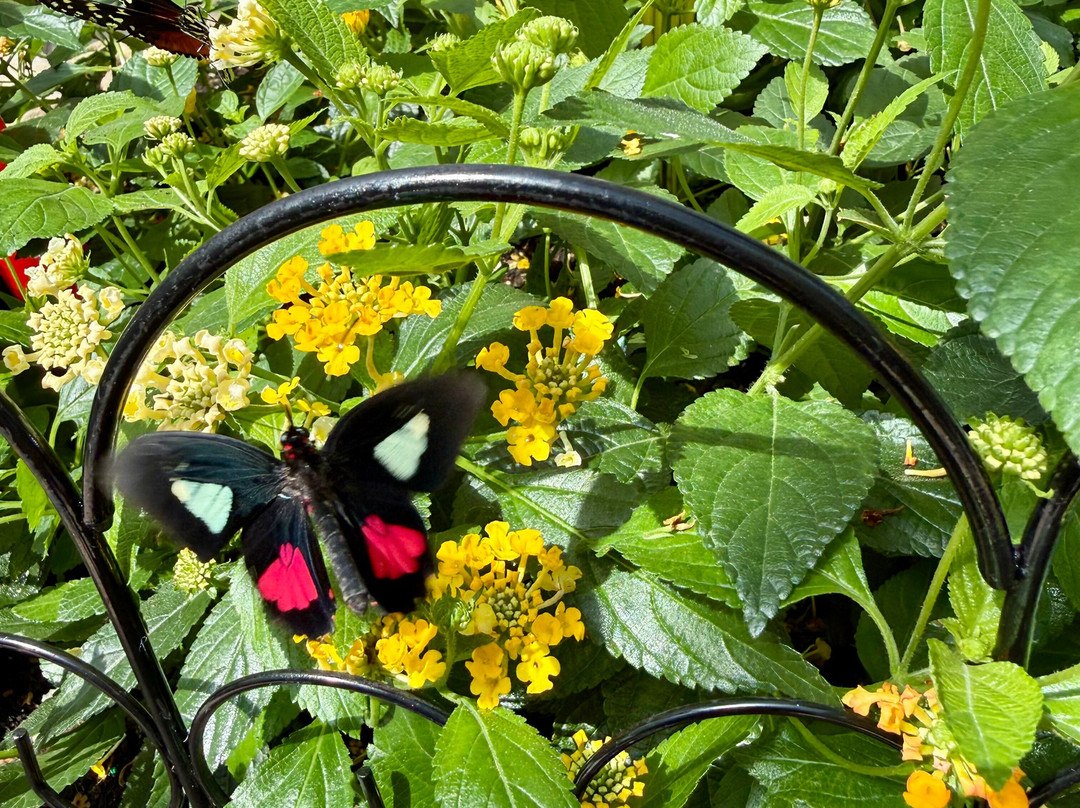 Wings of Mackinac Butterfly Conservatory-麦其诺岛必去景点