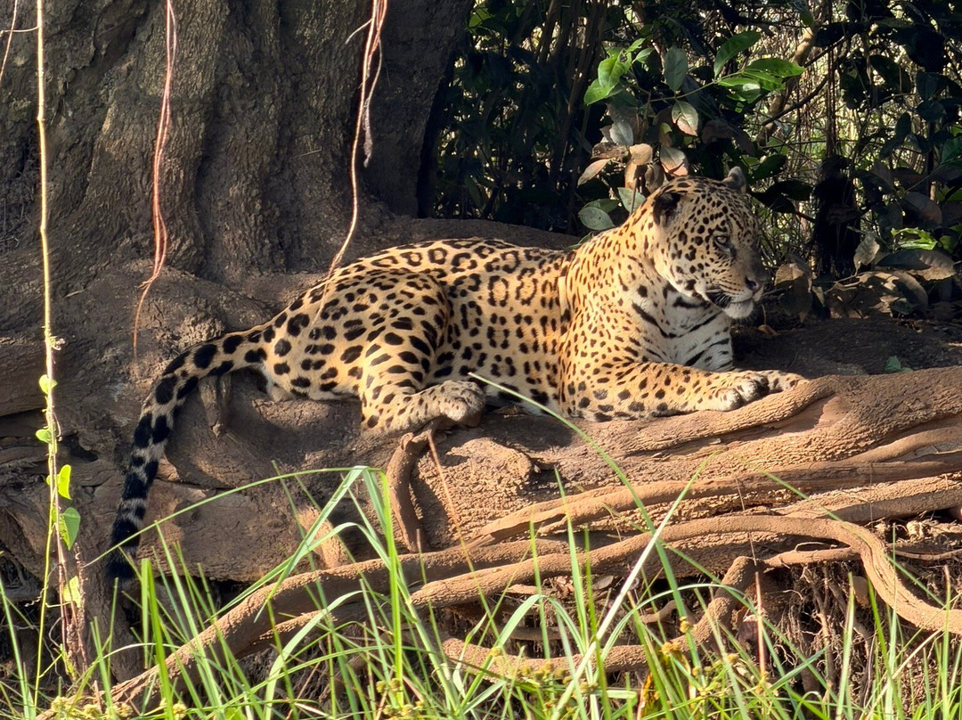 Journey With Jaguars-Porto Jofre必去景点