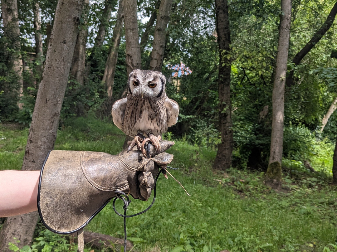 Kent Owl Academy-梅德斯通必去景点