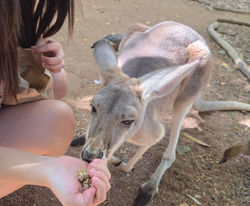 Billabong Sanctuary-汤斯维尔必去景点