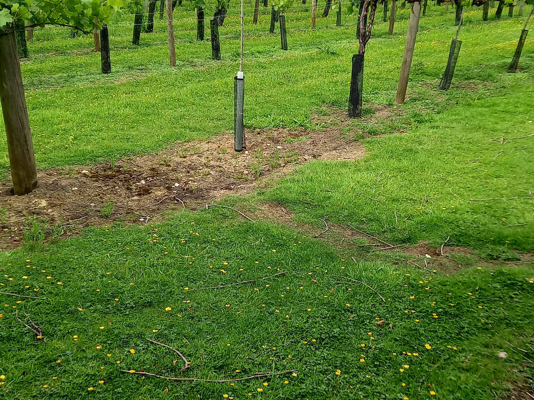 Shawsgate Vineyard-Framlingham必去景点