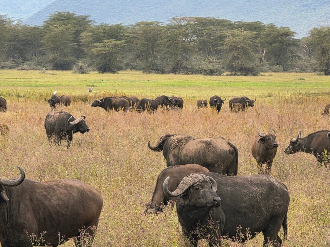Makasa Tanzania Safaris-莫西必去景点