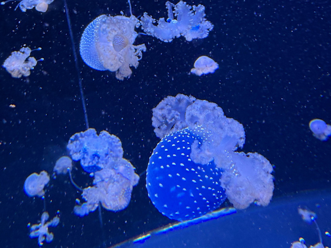 Aquarium du Québec-魁北克市必去景点