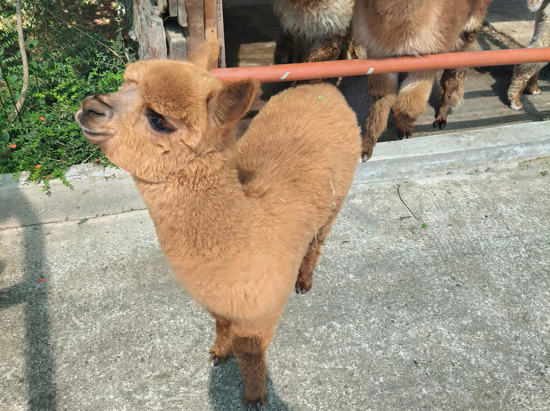 Camel Park Sunny Beach-拉夫达必去景点
