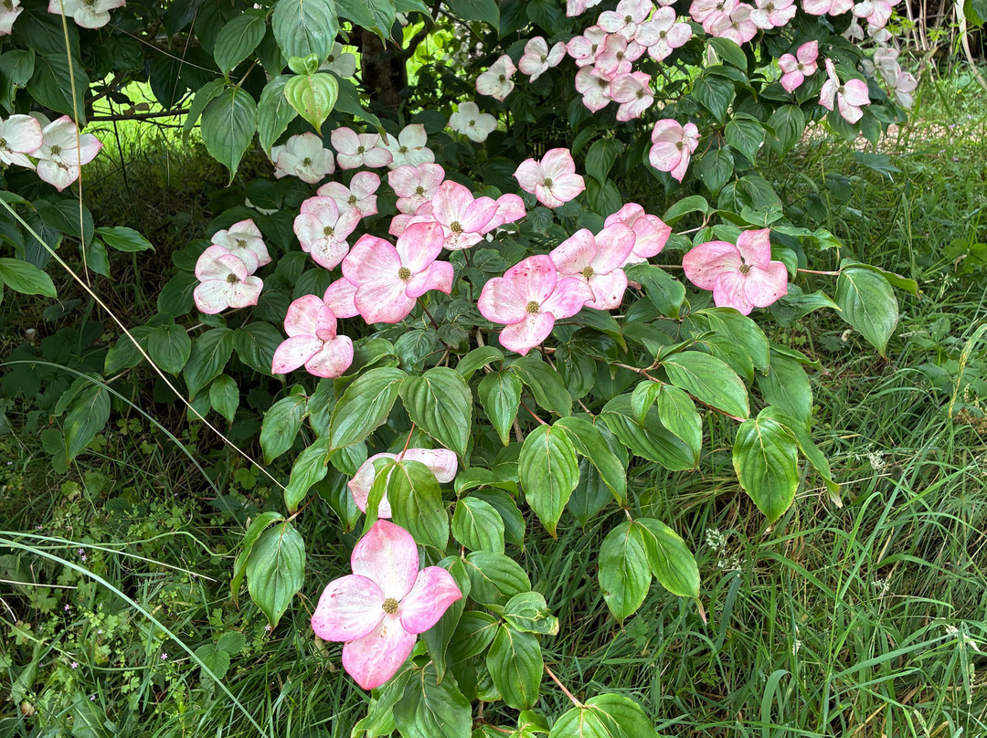 Mount Usher Gardens-Ashford必去景点