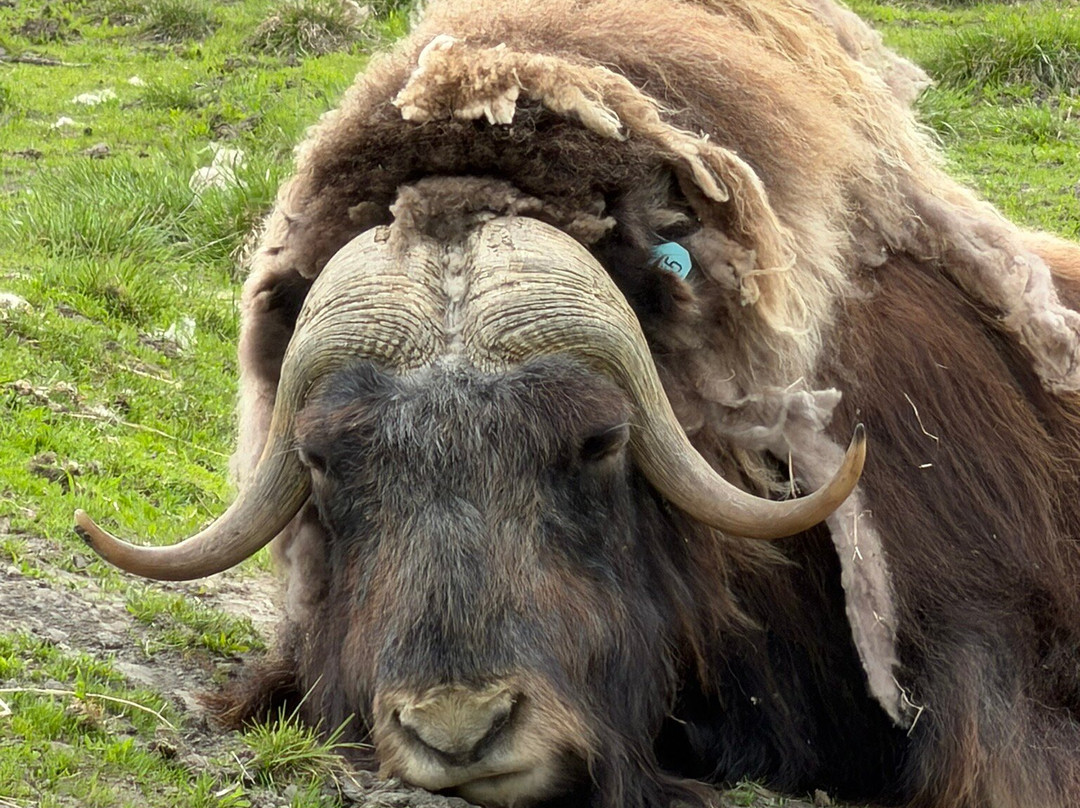 Alaska Wildlife Conservation Center-戈德伍德必去景点