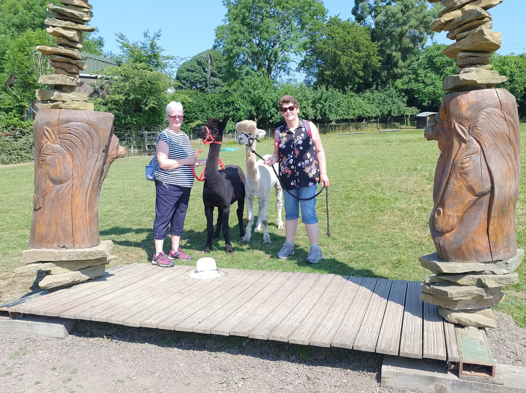 Lindway Springs Alpacas-Alfreton必去景点