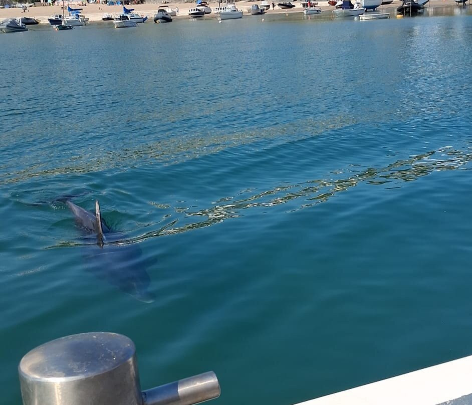 SeaMor Dolphin Watching Boat Trip-纽基必去景点