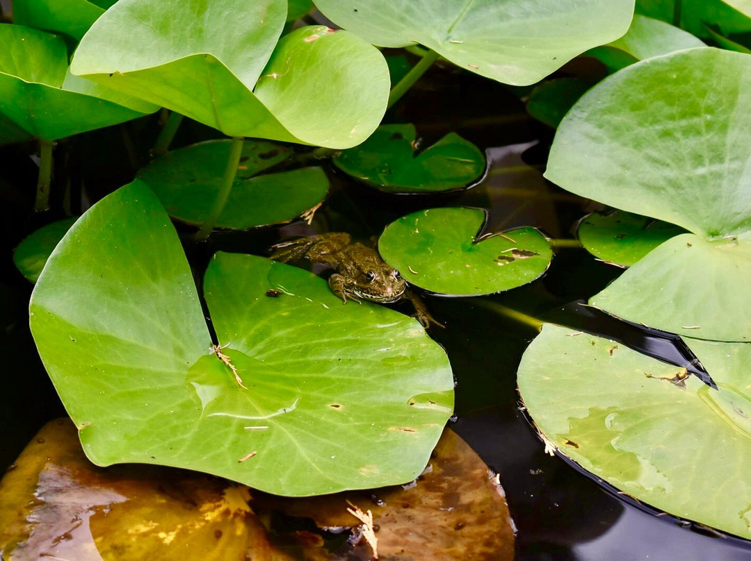 National Botanical Garden of Georgia-第比利斯必去景点
