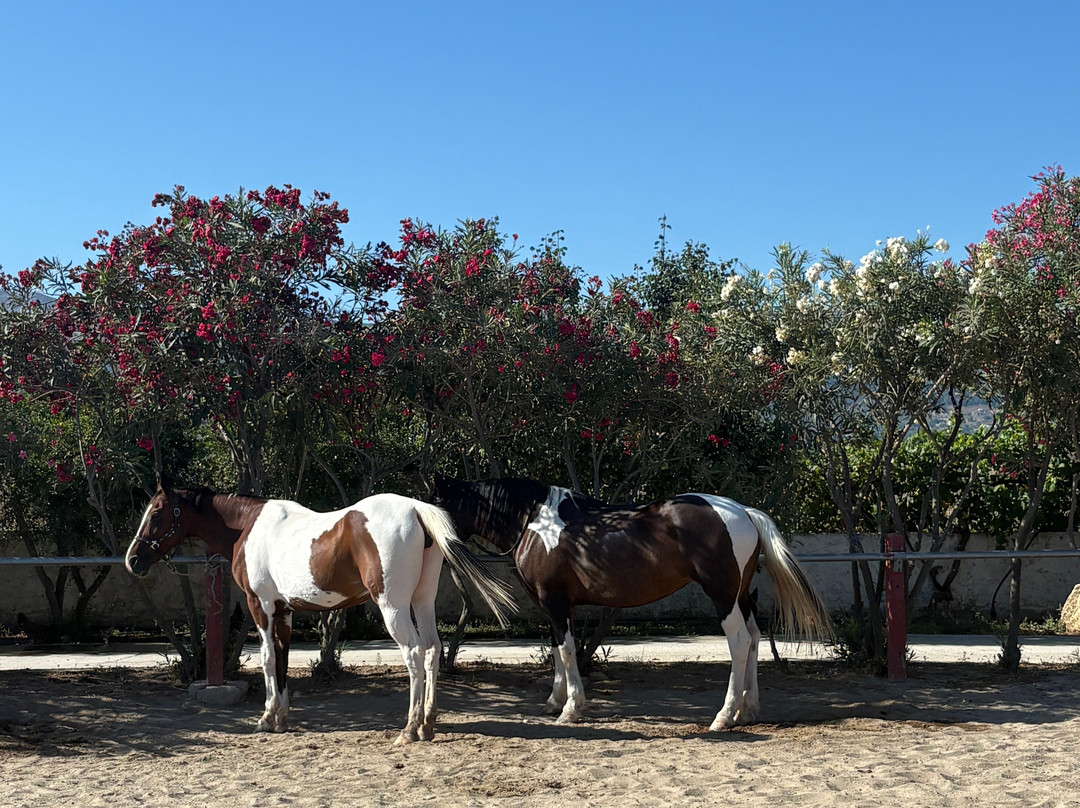 Erika's Horse Farm Kos-Marmari必去景点