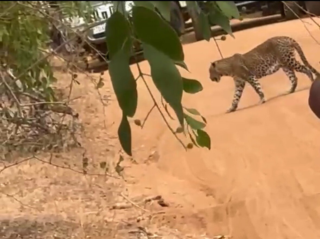 Yala Savanna Leopard Lodge