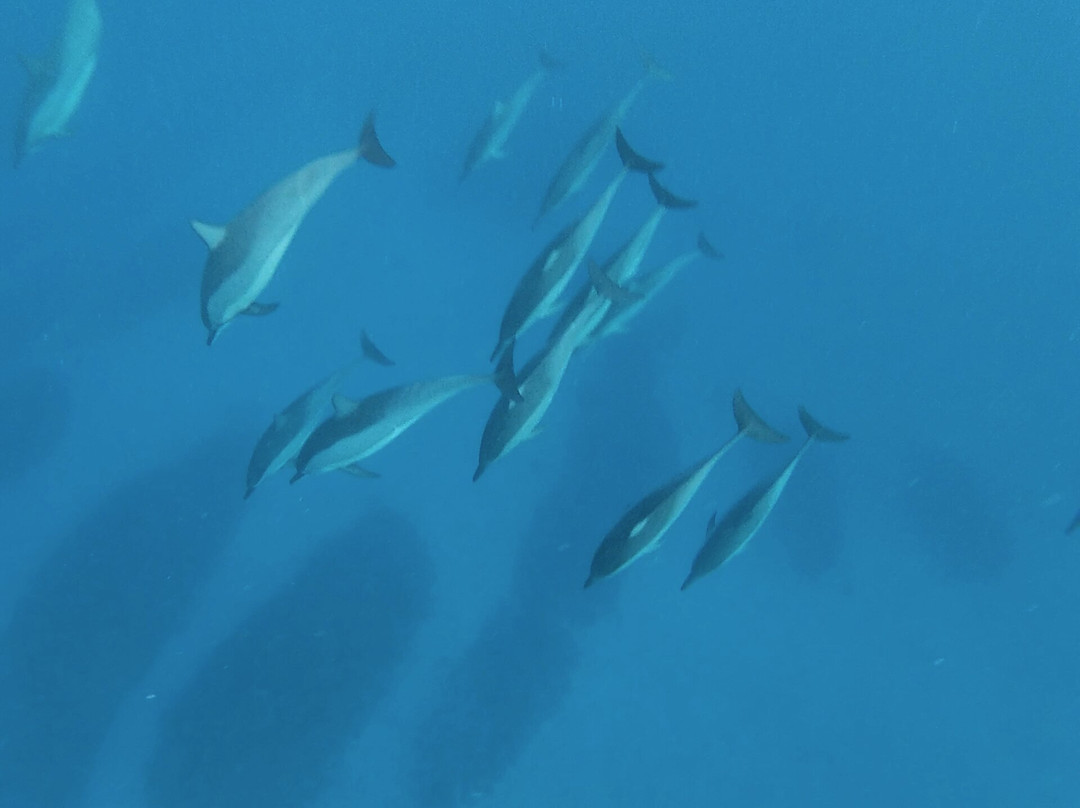 Dolphin Warrior-La Gaulette必去景点