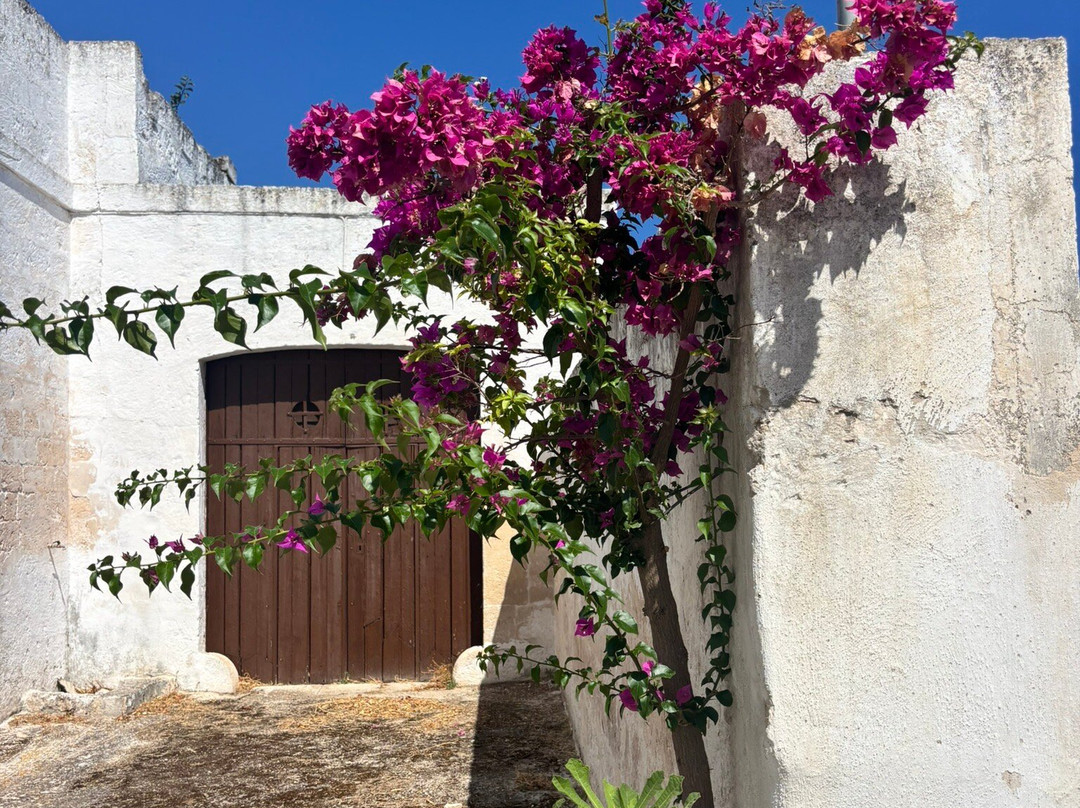 Oleifici Rotondo Luigi Olive Oil Tasting & Farm Tour-莫诺波利必去景点