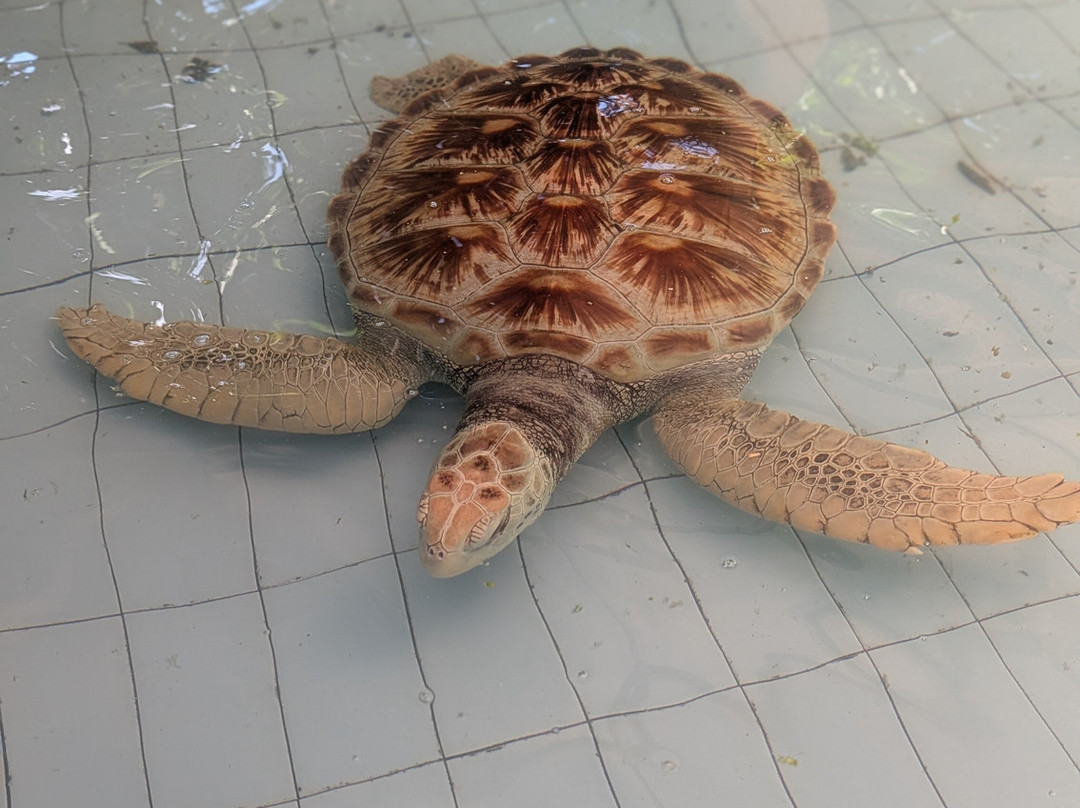 Sea Turtle Village-沙努尔必去景点
