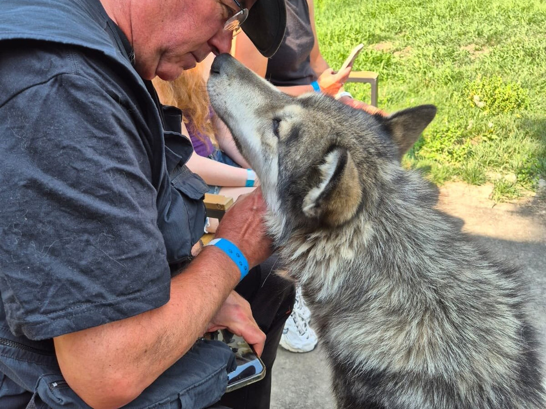 Yamnuska Wolfdog Sanctuary-科克伦必去景点