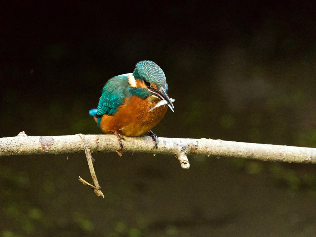 GG Wildlife Experiences Ltd-Goring-on Thames必去景点